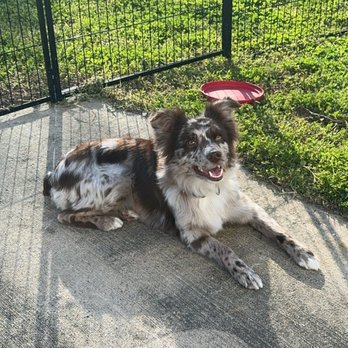 SiD's Grooming & More - Pet Groomers Near Me - Santa Fe, Texas