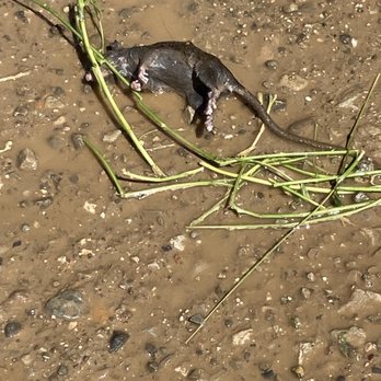 Canada Larga Ranch - Oh, that rat? "That's normal ranch life! We always have rats in the waters," says management. - Horse Boarding Near Me - Ventura, California Canada Larga Ranch - Oh, that rat? "That's normal ranch life! We always have rats in the waters," says management. - Horse Boarding Near Me - Ventura, California