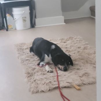 Bridge the Gap - Pet Training Near Me