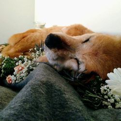 All Animals Pet Cremation - My Cindy 3