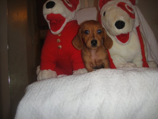 darlin desert dachshunds