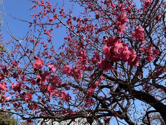 Gōtokuji Temple by null