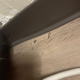 Bugs?! Bugs?!
