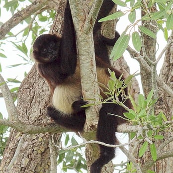 Naples Zoo - Watching, from the trees. - Zoos Near Me - Naples, Florida