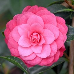 Kiefer Landscaping & Nursery