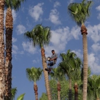 Leon's Tree Service - Tree Services Near Me - Tucson, Arizona Leon's Tree Service - Tree Services Near Me - Tucson, Arizona