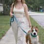 Naples Dog Academy