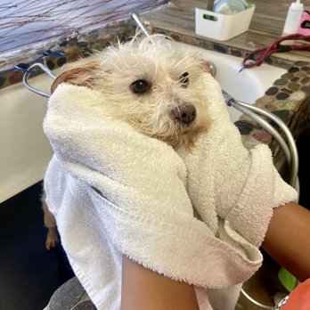 Dirty Dogs - No more beach sand. Nice and clean! - Pet Groomers Near Me - Solana Beach, California Dirty Dogs - No more beach sand. Nice and clean! - Pet Groomers Near Me - Solana Beach, California