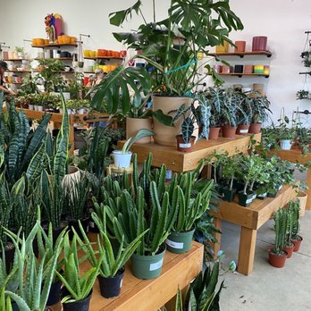 Plantiitas - Tons of plant selections, small plants to big plants. - Home Decor Near Me - Long Beach, California Plantiitas - Tons of plant selections, small plants to big plants. - Home Decor Near Me - Long Beach, California