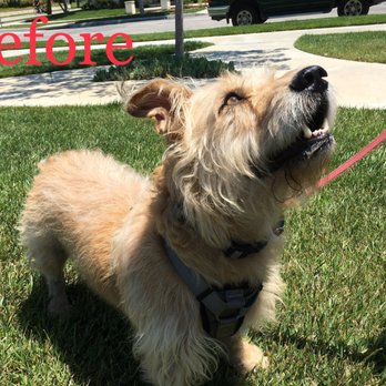 Aloha Dog Grooming - Pet Groomers Near Me - Ventura, California