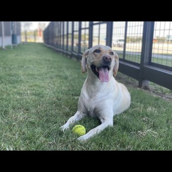 Advanced Veterinary Care of Plano - Veterinarians Near Me - Plano, Texas