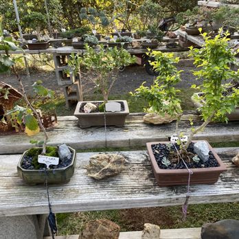 Al’s Bonsai Workshop - Outdoor bonsai - Nurseries & Gardening Near Me - Jamestown, California