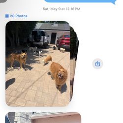 Dog Sitting by Ally