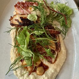 Octopus Octopus