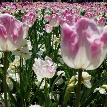 Floriade - Botanical Gardens Near Me - Canberra, ACT