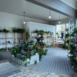 Witches Vine - Interior