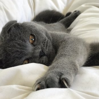 Luxury Kittens Scottish Fold - Pet Stores Near Me - Brooklyn, New York