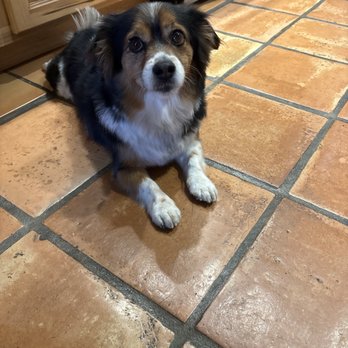 Spaw On The Spot - Sammie loves his grooming. Had a great experience with Kara!!! - Pet Groomers Near Me Spaw On The Spot - Sammie loves his grooming. Had a great experience with Kara!!! - Pet Groomers Near Me