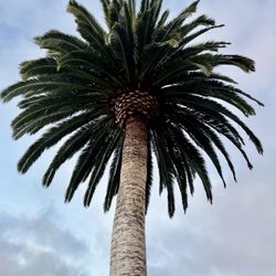 Complete Tree Services