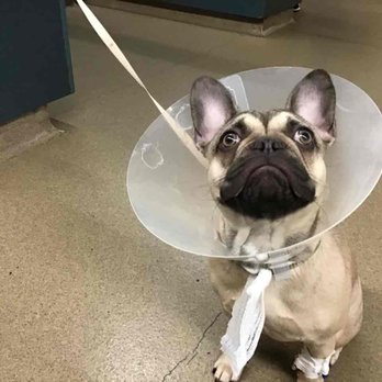 Sandy Paws Animal Clinic - She's fine now and received great care. - Veterinarians Near Me - Carlsbad, California Sandy Paws Animal Clinic - She's fine now and received great care. - Veterinarians Near Me - Carlsbad, California
