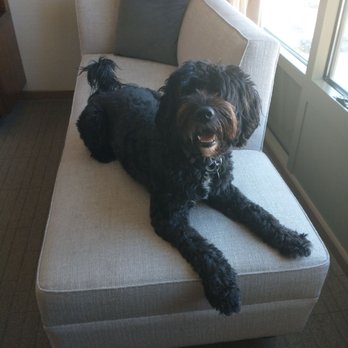 Hilton Pasadena - The couch was nice and stained - Hotels Near Me - Pasadena, California