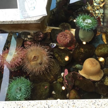 Shaw Centre for the Salish Sea - Aquariums Near Me - Sidney, British Columbia