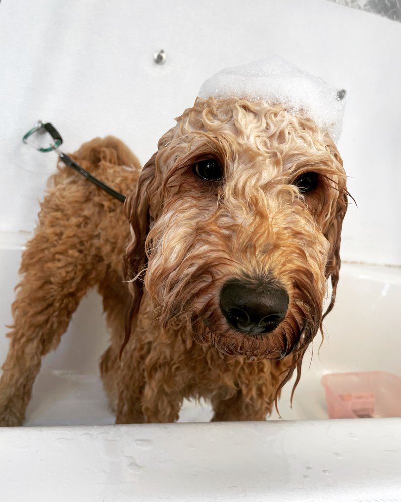 IN LOVE WITH PAWS MOBILE GROOMING Updated June 2024 170 Photos