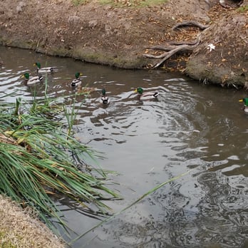 Ted Craig Regional Park - The creek! - Parks Near Me - Fullerton, California Ted Craig Regional Park - The creek! - Parks Near Me - Fullerton, California