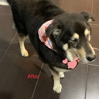 Petiamo Pet Salon - She's looks so happy and hair is beautiful - Pet Groomers Near Me - Las Vegas, Nevada Petiamo Pet Salon - She's looks so happy and hair is beautiful - Pet Groomers Near Me - Las Vegas, Nevada