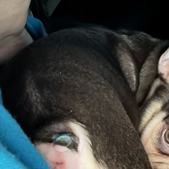 Bold North Frenchies - First picture of the string I sent the breeder. This was before I was able to snip the string because it was so tight - Pet Breeders Near Me Bold North Frenchies - First picture of the string I sent the breeder. This was before I was able to snip the string because it was so tight - Pet Breeders Near Me