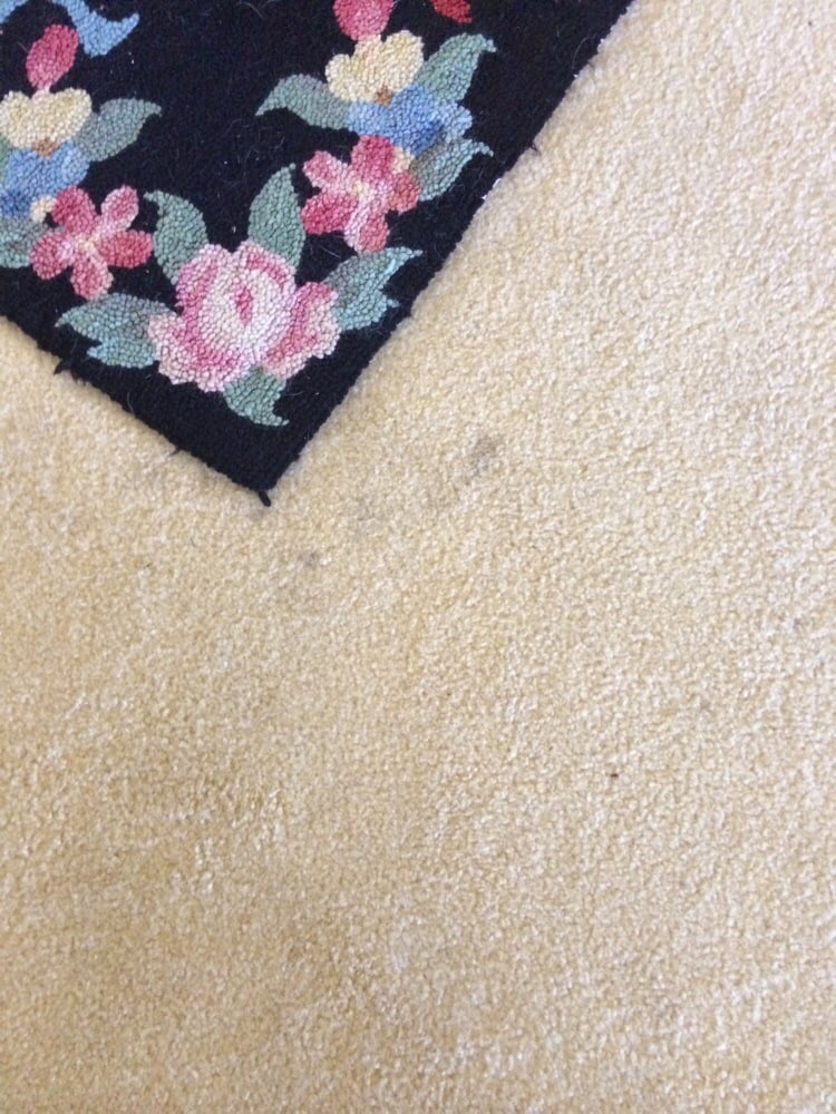 ADELMAN CARPET & FURNITURE CLEANING Updated August 2024 20 Reviews