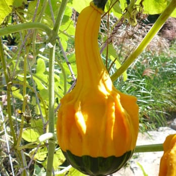 Matthaei Botanical Gardens - Odd gourd in Children's Garden - Botanical Gardens Near Me - Ann Arbor, Michigan Matthaei Botanical Gardens - Odd gourd in Children's Garden - Botanical Gardens Near Me - Ann Arbor, Michigan