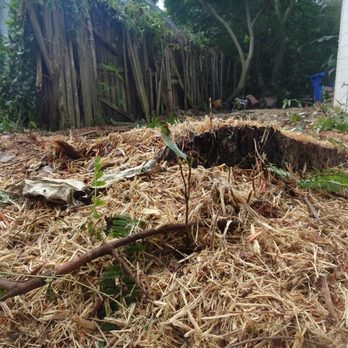 JD's Tree Service & Landscaping - Stump not ground properly - Tree Services Near Me JD's Tree Service & Landscaping - Stump not ground properly - Tree Services Near Me