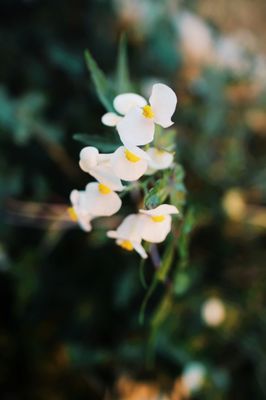 The Botanical Garden by null