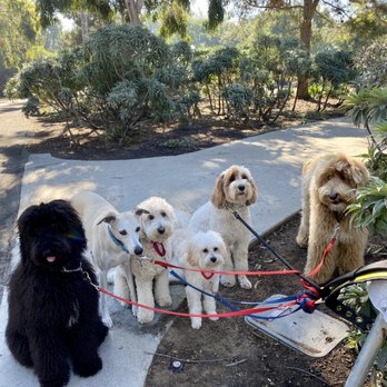 Happy Tails - Port Streets gang! - Dog Walkers Near Me Happy Tails - Port Streets gang! - Dog Walkers Near Me