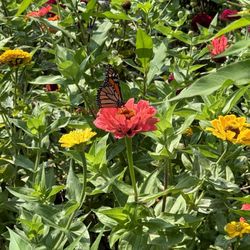 Durr’s Bluebox Produce - Zinnias