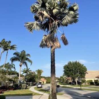 Mr X Tree Service - Tree Services Near Me Mr X Tree Service - Tree Services Near Me