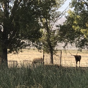 Tule Elk State Natural Reserve - View from the parking lot. - Parks Near Me - Buttonwillow, California