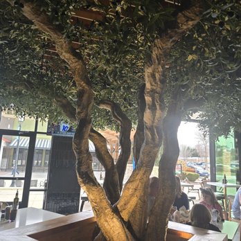 Meddys - Beautiful olive tree - Mediterranean Near Me - Omaha, Nebraska Meddys - Beautiful olive tree - Mediterranean Near Me - Omaha, Nebraska