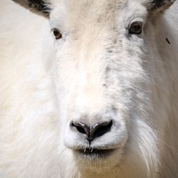 The Alaska Zoo - Mountain goat