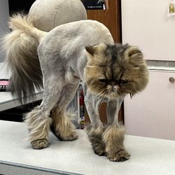Peggy's Wigs & Styling Salon