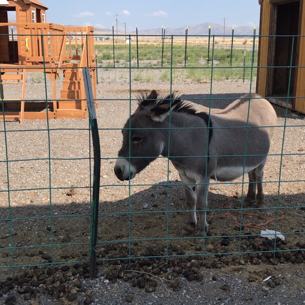 Sublett Fuel Stop - a donkey behind a fence - Convenience Stores Near Me - Malta, Idaho Sublett Fuel Stop - a donkey behind a fence - Convenience Stores Near Me - Malta, Idaho