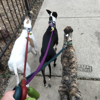 Albany Bark! - Whippet good! These boys love walking in Uptown! - Dog Walkers Near Me - Chicago, Illinois Albany Bark! - Whippet good! These boys love walking in Uptown! - Dog Walkers Near Me - Chicago, Illinois