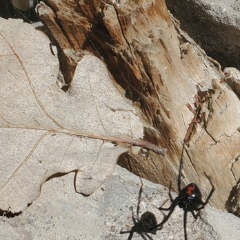 Peak Pest Control - Black Widows have been on the rise lately. Here is a beautiful spider found in north Denver in the spring. - Pest Control Near Me Peak Pest Control - Black Widows have been on the rise lately. Here is a beautiful spider found in north Denver in the spring. - Pest Control Near Me