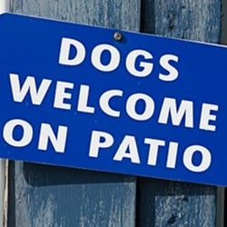 Folsom Tap House - We love dogs at the tap house!