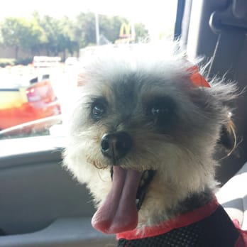 Fire Plug Grooming - Pet Groomers Near Me - Dallas, Texas Fire Plug Grooming - Pet Groomers Near Me - Dallas, Texas