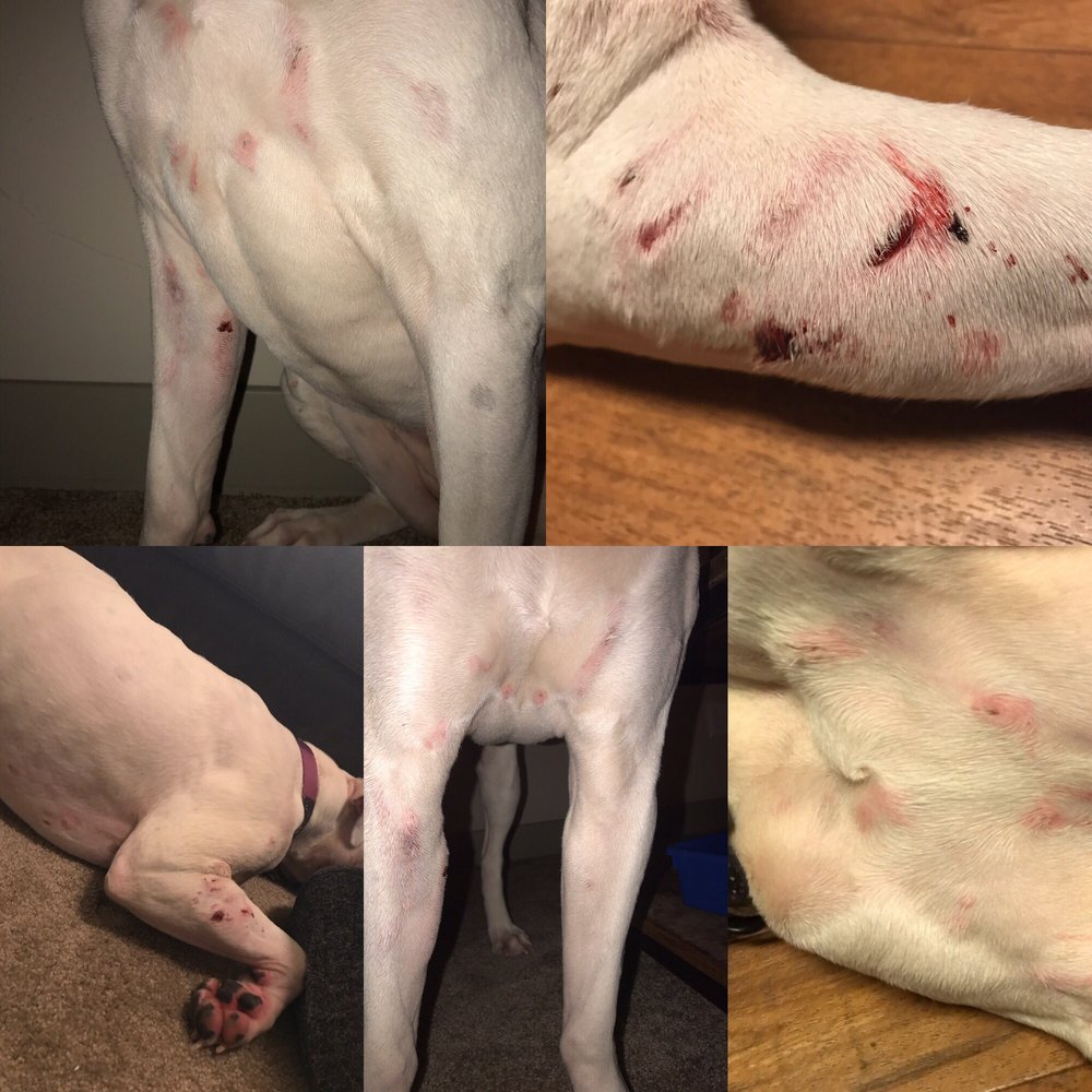 Multiple bites and puncture wounds - but it "wasn't significant" Multiple bites and puncture wounds - but it "wasn't significant"