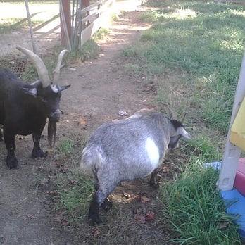 The Book Barn - Book Barn goats - Used Bookstore Near Me - Niantic, Connecticut