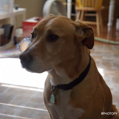 vca lacey animal hospital