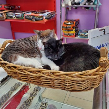 Fusion Pet Stylez - Soooo cute - Pet Groomers Near Me - Kissimmee, Florida Fusion Pet Stylez - Soooo cute - Pet Groomers Near Me - Kissimmee, Florida